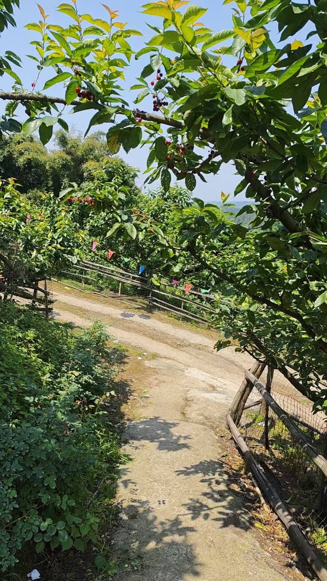 樱桃山，江口沉银